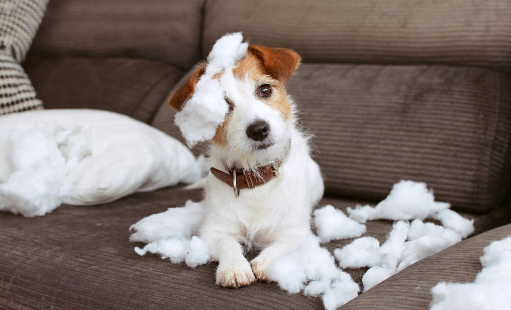 Hund liegt mit kaputtem Kissen auf dem Sofa